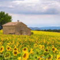 Zonnebloemen Provence